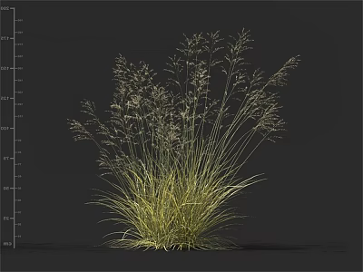 Ornamental Grass with Slender Green Leaves Ideal for Garden Decoration Projects 3d model