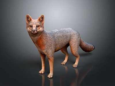 Gray and Orange Fox 3D Rendering Standing with Realistic Fur Texture on Dark Background 3d model