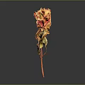 Withered Dried Rose with Orange Red Petals Dried Leaves and Red Stem in Dark Background