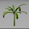 Banana Tree With Green Leaves Green And Yellow Trunk Against Gray And Black Gradient Background