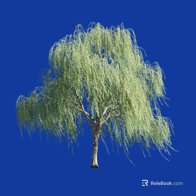 Weeping Willow Tree With Green Drooping Branches Against Blue Background 3d model