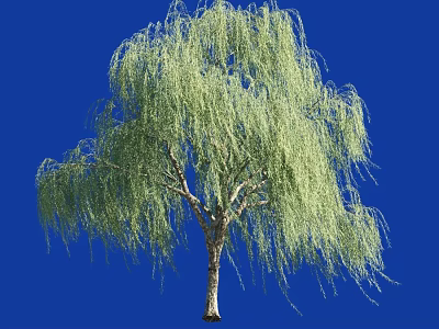 Weeping Willow Tree With Green Drooping Branches Against Blue Background 3d model
