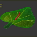 Decorative Ornament Set with Green Leaf Yellow Veins Colorful Petiole and Small Insect