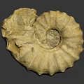 Natural Stone Sculptural Carving of Spiral Ammonite Fossil with Intricate Textures
