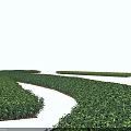 Golden Banyan Shrubs Neatly Trimmed For Garden Landscape With Green Hedge And Beautiful Scenery