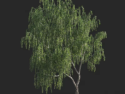 Lush Weeping Willow Arbor With Green Drooping Branches White Trunk Against Black Background 3d model