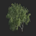 Lush Weeping Willow Arbor With Green Drooping Branches White Trunk Against Black Background