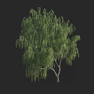 Lush Weeping Willow Arbor With Green Drooping Branches White Trunk Against Black Background 3d model