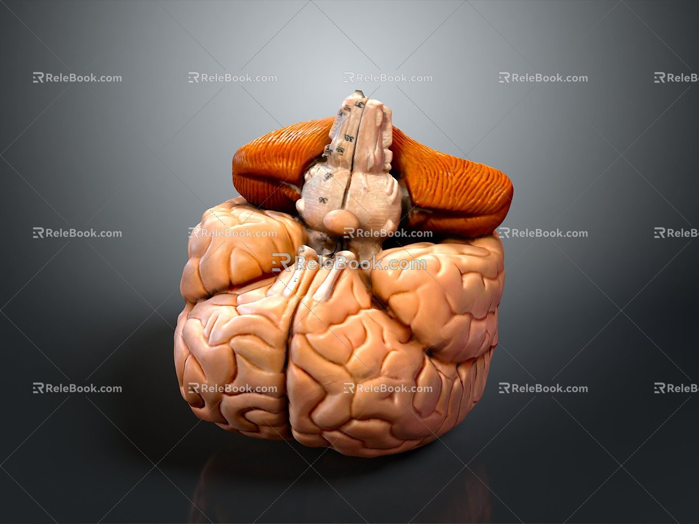 Human Brain Human Brain Brain Structure Head Planer Face Human Head Planer Face Human Brain Planer Face Structure 3d model