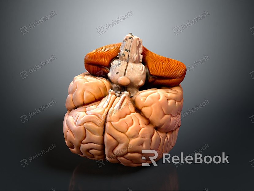 Human Brain Human Brain Brain Structure Head Planer Face Human Head Planer Face Human Brain Planer Face Structure model