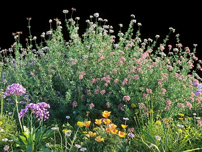 Vibrant Mixed Purple Pink Yellow Flowers With Green Foliage Blooming In Garden 3d model