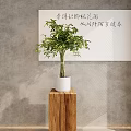 Elegant Indoor Bonsai Plant In White Pot On Wooden Stand Against Gray Wall With Calligraphy