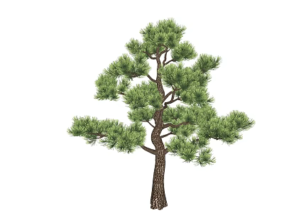Tall Straight Pine Tree With Lush Green Needles And Brown Trunk 3d model