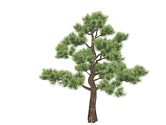 Modern Pine 3d model