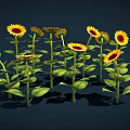 Beautiful Vibrant Yellow Sunflowers With Green Leaves In Full Bloom