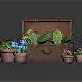 Potted Plants in Open Vintage Wooden Trunk with Small Flower Pots