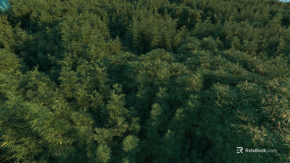 Lush Green Bamboo Forest Landscape From Aerial View With Dense Foliage Creating Serene Natural Scenery 3d model 