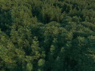 Lush Green Bamboo Forest Landscape From Aerial View With Dense Foliage Creating Serene Natural Scenery 3d model