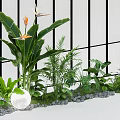Lush Bird of Paradise and Ferns in White Planter with Pebbles and Black Grid Background