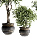 Three Different Sizes Bonsai Plants With Green Leaves In Black Pots