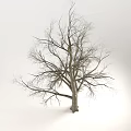 Leafless Tree With Bare Branches And Thick Trunk Against Gray Sky Background 3d model