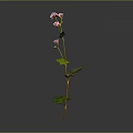 Tall Slender Plant With Pink Flowers And Green Leaves On Gray Background