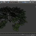 Lush Green Arbor Trees With Dense Foliage And Spreading Canopy 3d model