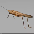 Brown Insect With Long Antennae Slender Legs Glossy Exoskeleton On Gray Gradient Background 3d model