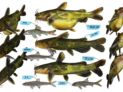 The modern fish Pelteobagrus catvidrus silver minnow model