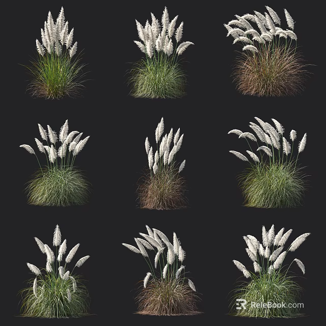 Various Types of Ornamental Grasses Featuring White Plumes and Mixed Green Brown Foliage 3d model 