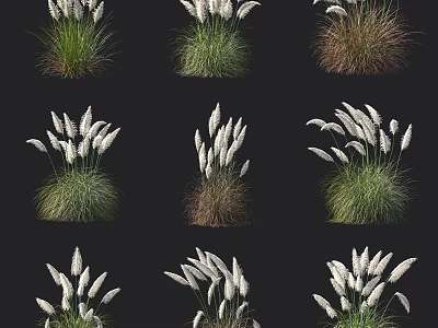 Various Types of Ornamental Grasses Featuring White Plumes and Mixed Green Brown Foliage 3d model