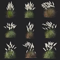 Various Types of Ornamental Grasses Featuring White Plumes and Mixed Green Brown Foliage