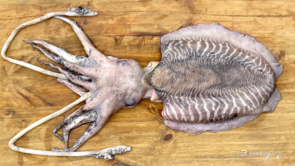 Giant Squid With Striped Body And Long Tentacles On Wooden Surface 3d model 