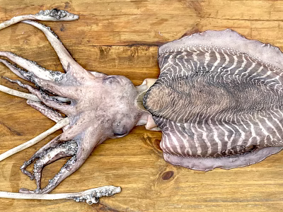 Giant Squid With Striped Body And Long Tentacles On Wooden Surface 3d model