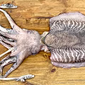 Giant Squid With Striped Body And Long Tentacles On Wooden Surface