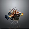 Tropical Lionfish With Vibrant Striped Pattern And Long Spiny Fins Swimming Underwater