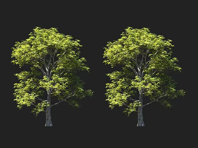 Two Lush Arbor Trees with Green Foliage and Strong Trunks Against Black Background 3d model