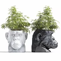 Bonsai Potted Plants in White and Black Monkey Head Shaped Planters with Green Leaves