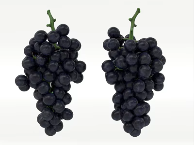 Fresh Ripe Juicy Black Grapes Two Bunches on White Background 3d model