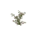 Lush Green Vines With White Flowers And Fresh Leaves On Gray Background