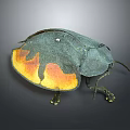 Dark Green Beetle With Orange Yellow Spots Oval Shaped Body Legs And Antennae