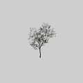 Tall Tree with Lush Green Leaves and Slender Trunk Against Dark Background Featuring Human Silhouette