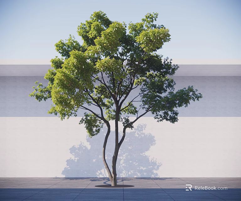 Tall Green Leafy Tree With Brown Trunk Against White Wall And Gray Ground 3d model 