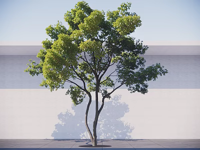 Tall Green Leafy Tree With Brown Trunk Against White Wall And Gray Ground 3d model