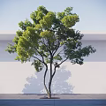 Tall Green Leafy Tree With Brown Trunk Against White Wall And Gray Ground