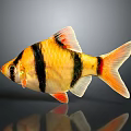 Vibrant Tropical Fish With Yellow Black Orange Stripes Bright Fins And Tail