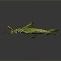 Close Up Green Mantis With Detailed Body And Long Legs On Dark Background