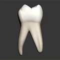 Detailed Human Tooth Organ 3D Model With White Crown And Natural Root Structure