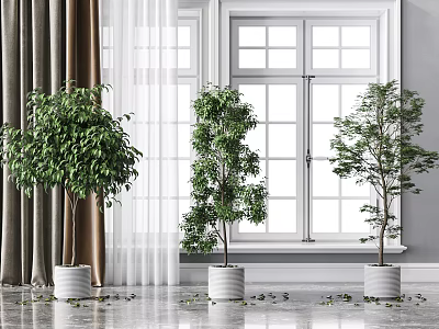 Indoor Three Potted Plants In White Pots By Window With Curtains And Marble Floor 3d model