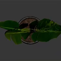 Green Leafy Indoor Plant With Large Leaves In Gray Pot For Home Decor
